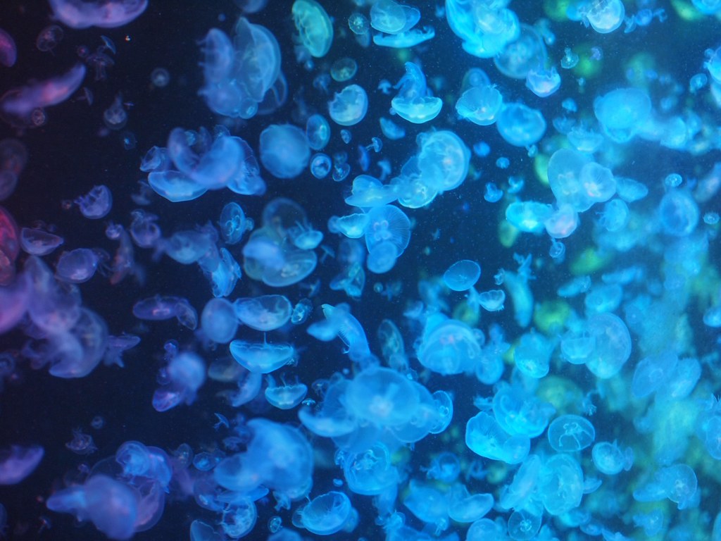 8月の山形県観光で行きたい加茂水族館