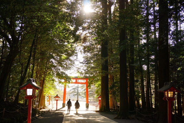 光が差し込む霧島神宮の参道
