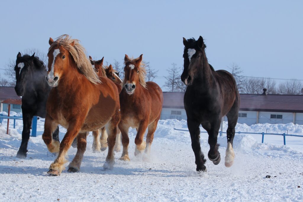 十勝牧場で馬の雪中運動は迫力がある