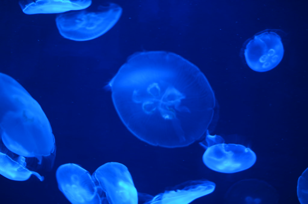 足摺海洋館SATOUMIのクラゲは幻想的