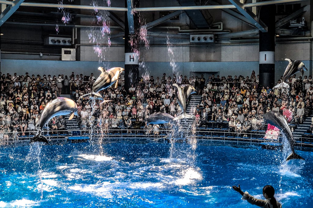 マクセル アクアパーク品川で楽しめるイルカショー
