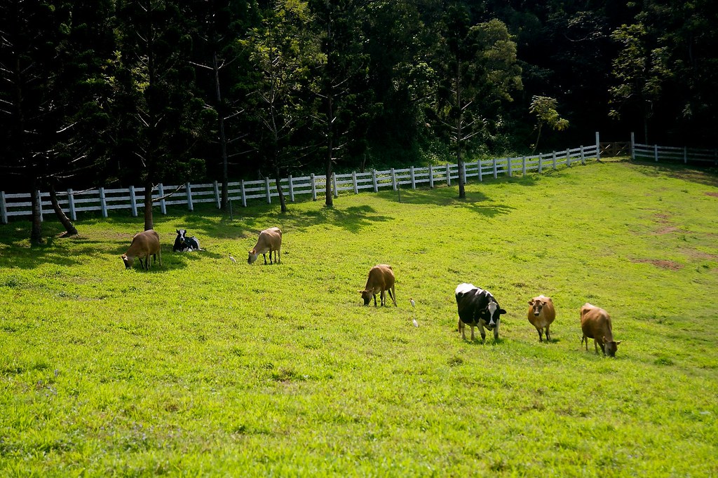 自然豊かなまかいの牧場