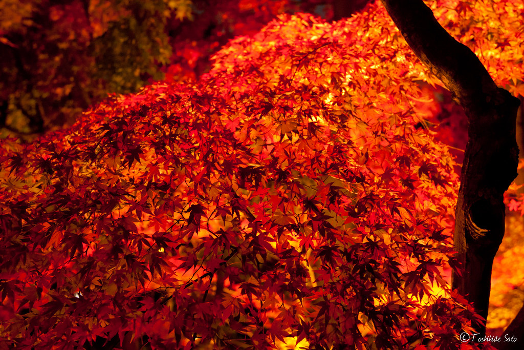 紅葉シーズンがおすすめの宝泉院