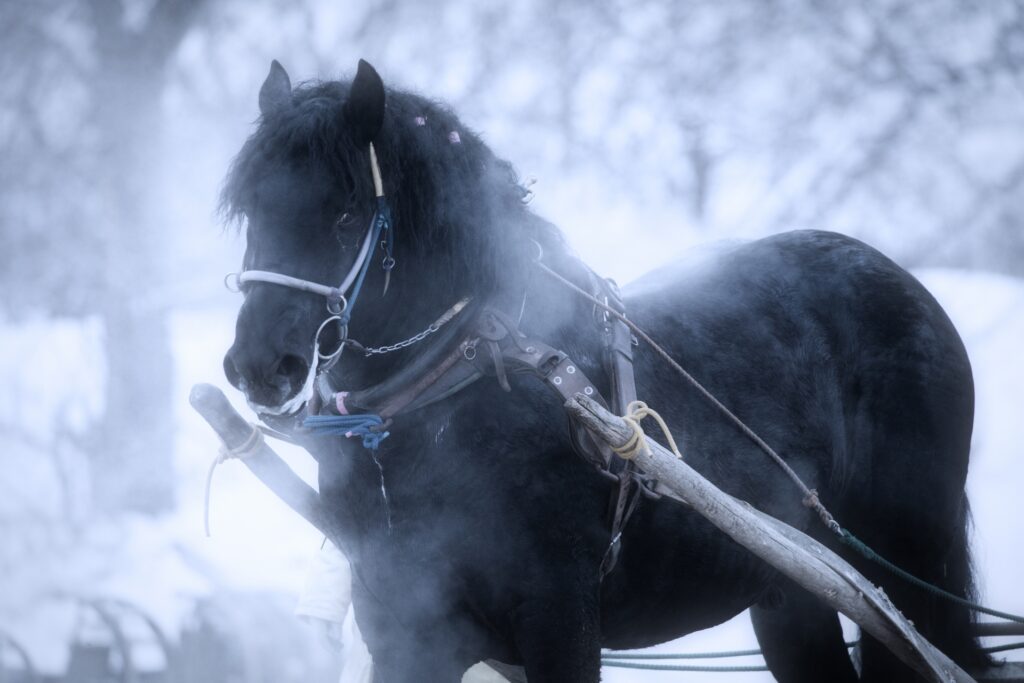 帯広競馬場でばんえい競馬を観戦