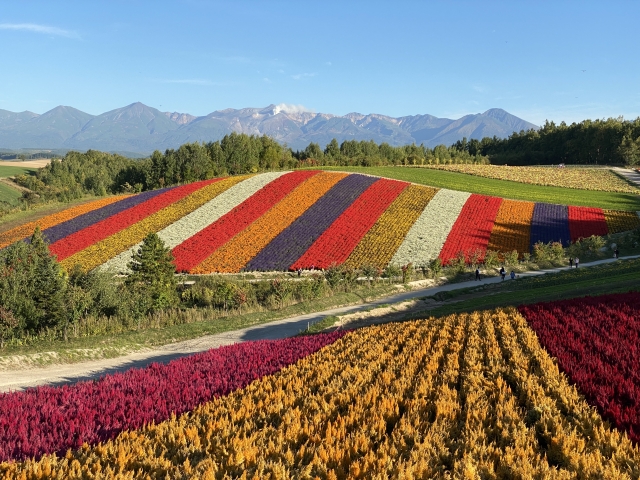 色とりどりの花が咲く色彩の丘
