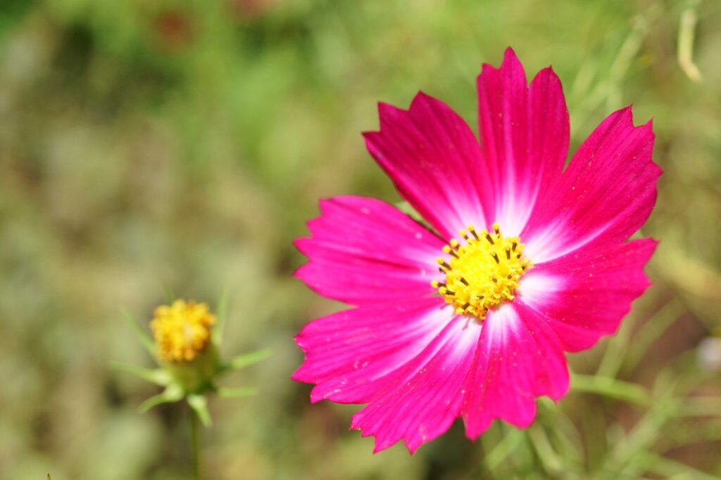 花を楽しむ9月の関東観光でおすすめな国営武蔵丘陵森林公園