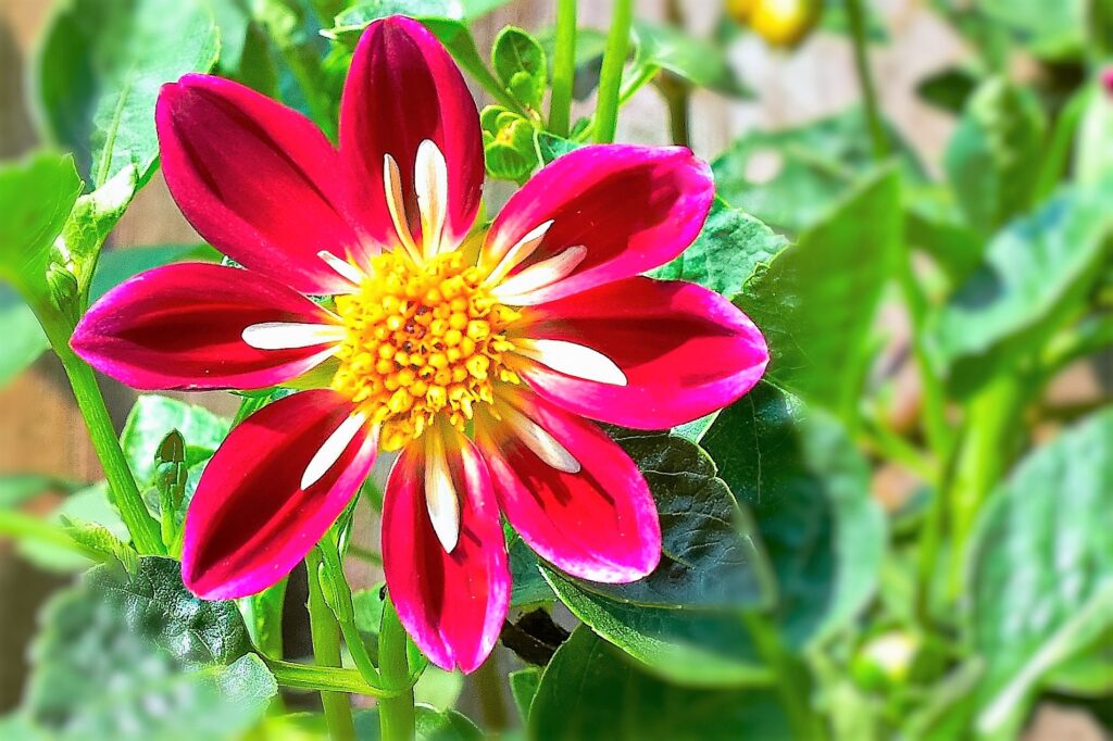 花を楽しむ9月の関東観光でおすすめな大船フラワーセンター