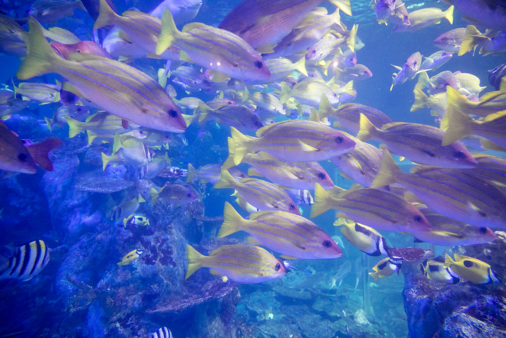 鳥羽水族館の魚