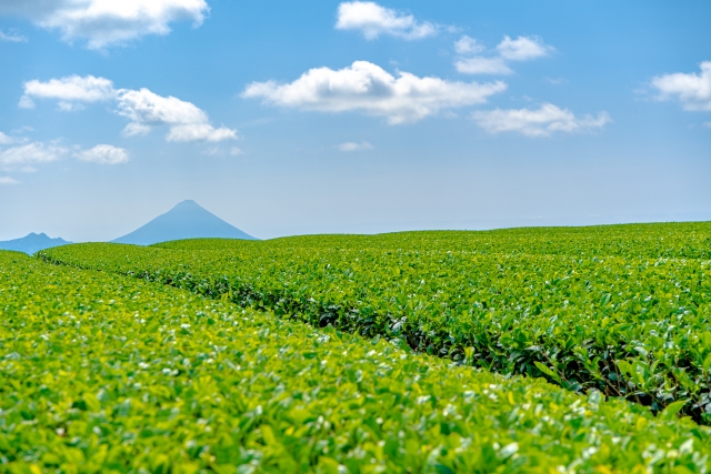 開聞岳が見える知覧の茶畑