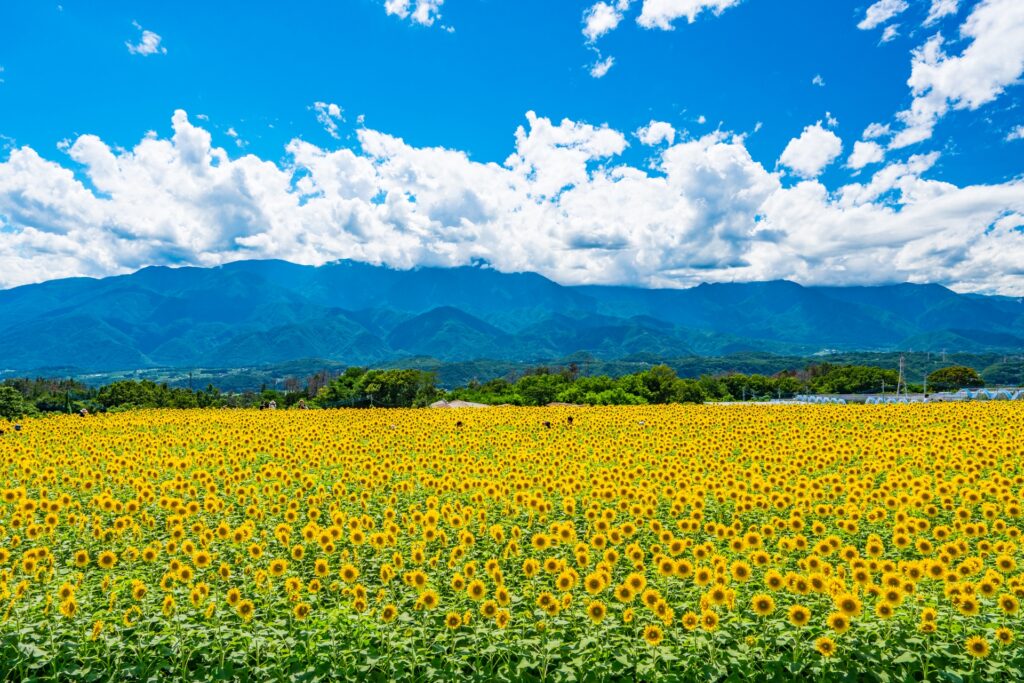 一面に咲き誇るひまわり畑