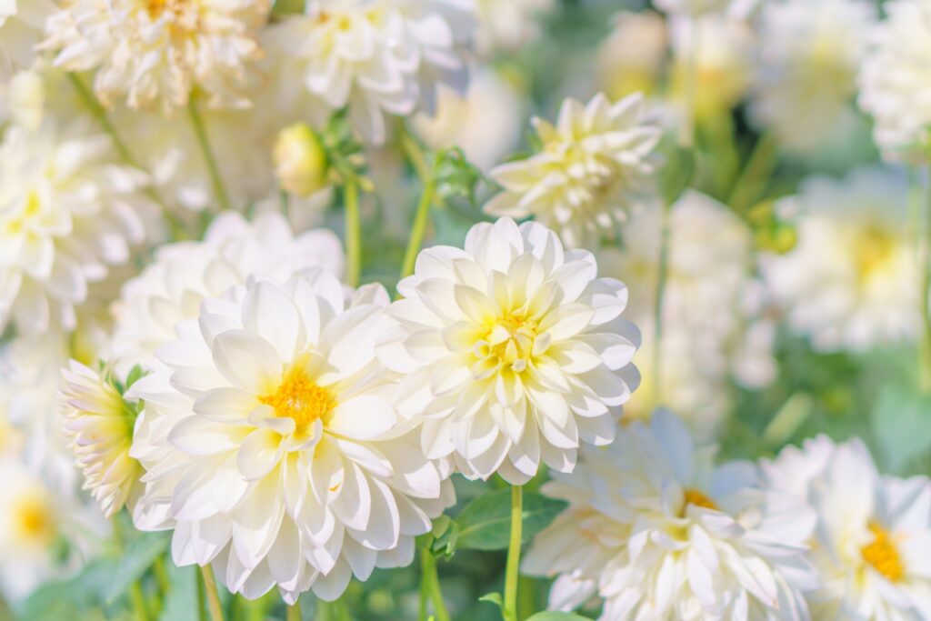9月に行きたい千葉県の花観光スポット