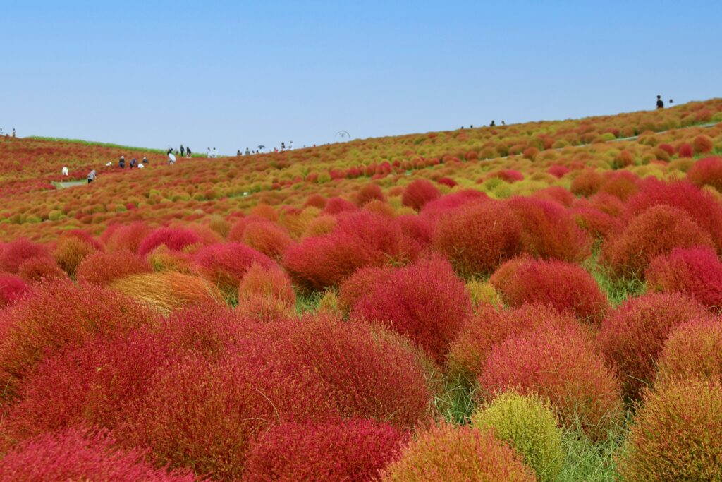 花を楽しむ9月の関東観光でおすすめな国営ひたち海浜公園