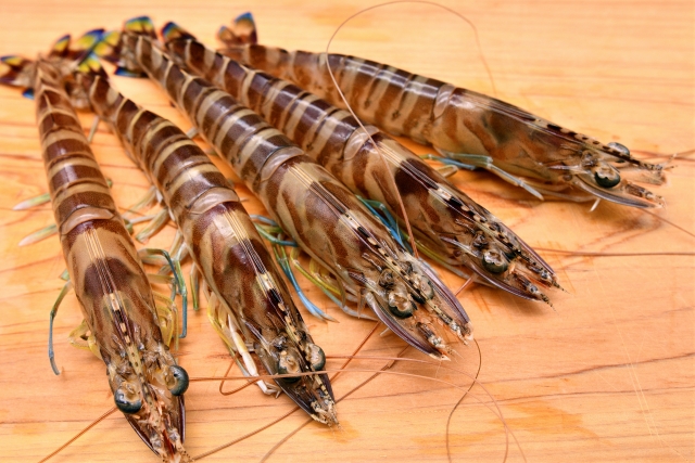 熊本の名物グルメ・天草の車海老