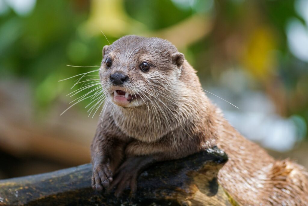 9月の盛岡観光におすすめの盛岡市動物公園