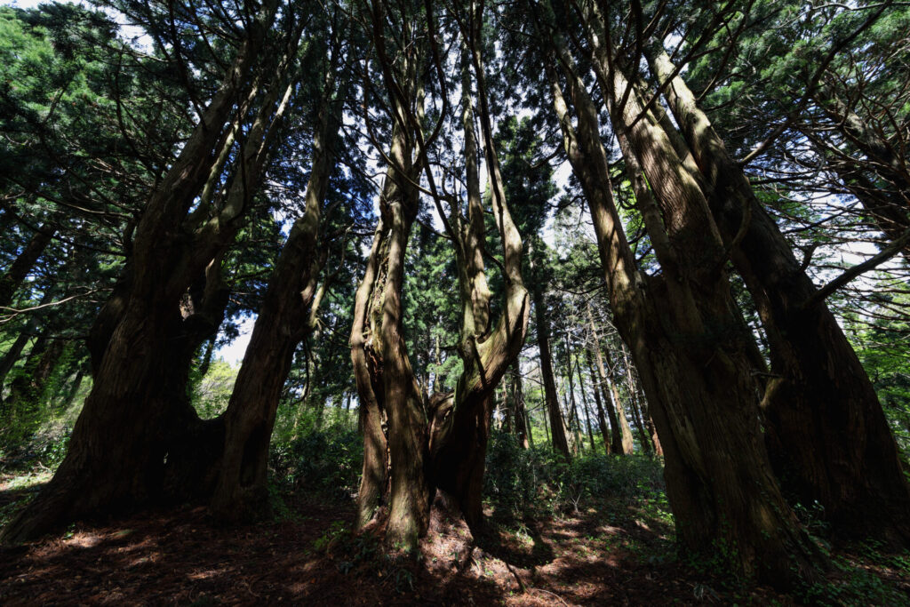 8月に山形県を観光するなら幻想の森