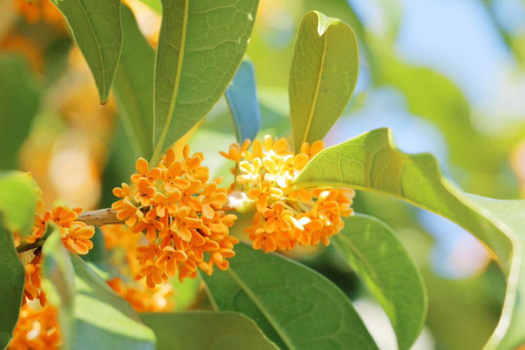 9月に行きたい関東の花観光スポットまとめ