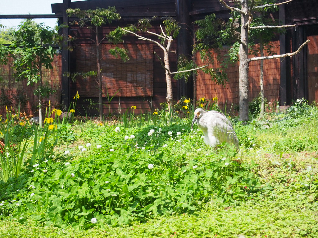 トキの森公園で飼育されているトキ