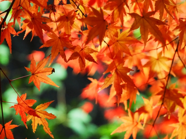 日向景修園のイメージ画像