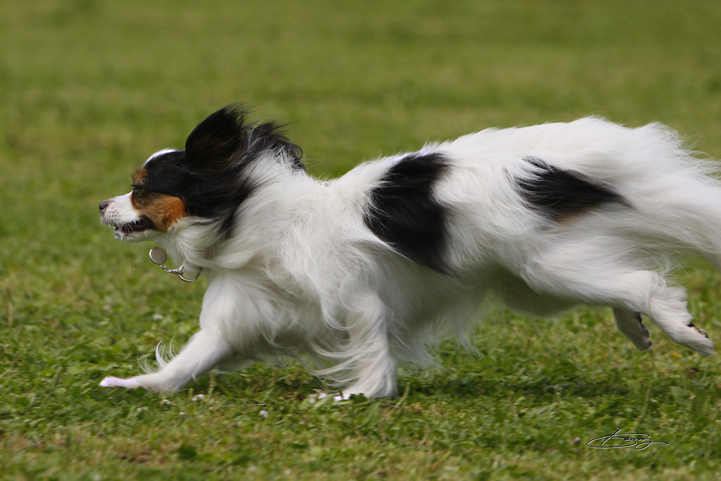 ペットと一緒に日光めぐり
