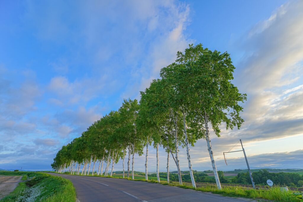 白樺並木