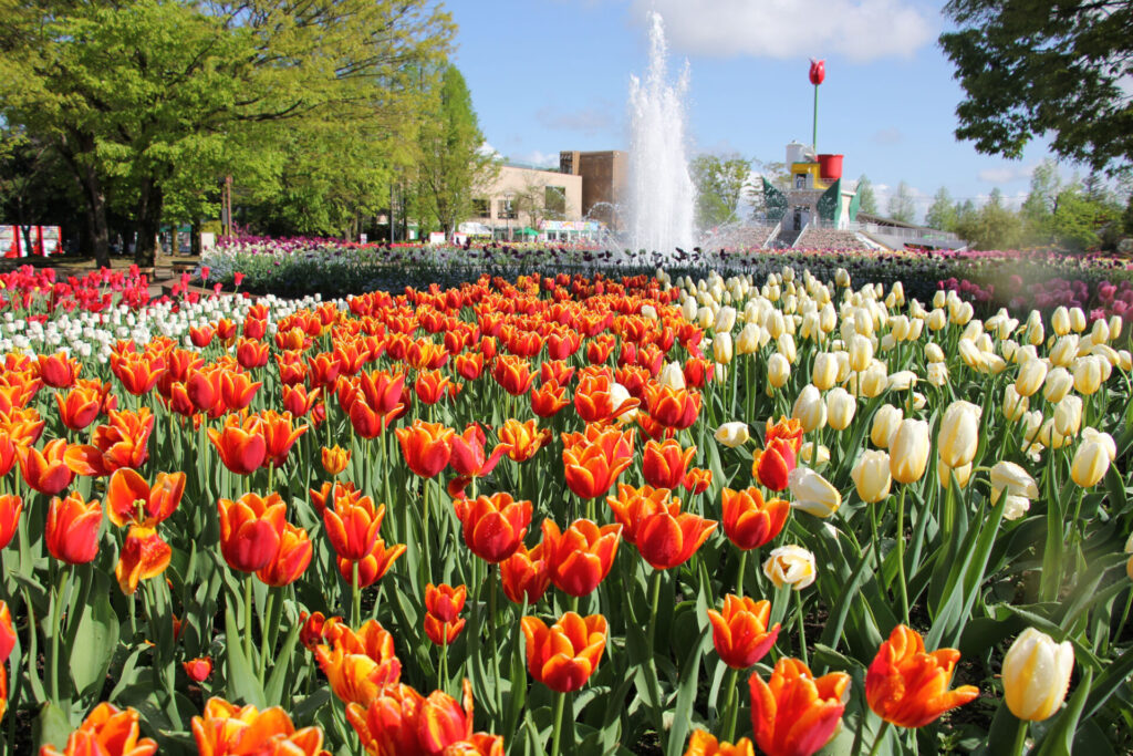 5月の富山一大イベントとなみチューリップフェア