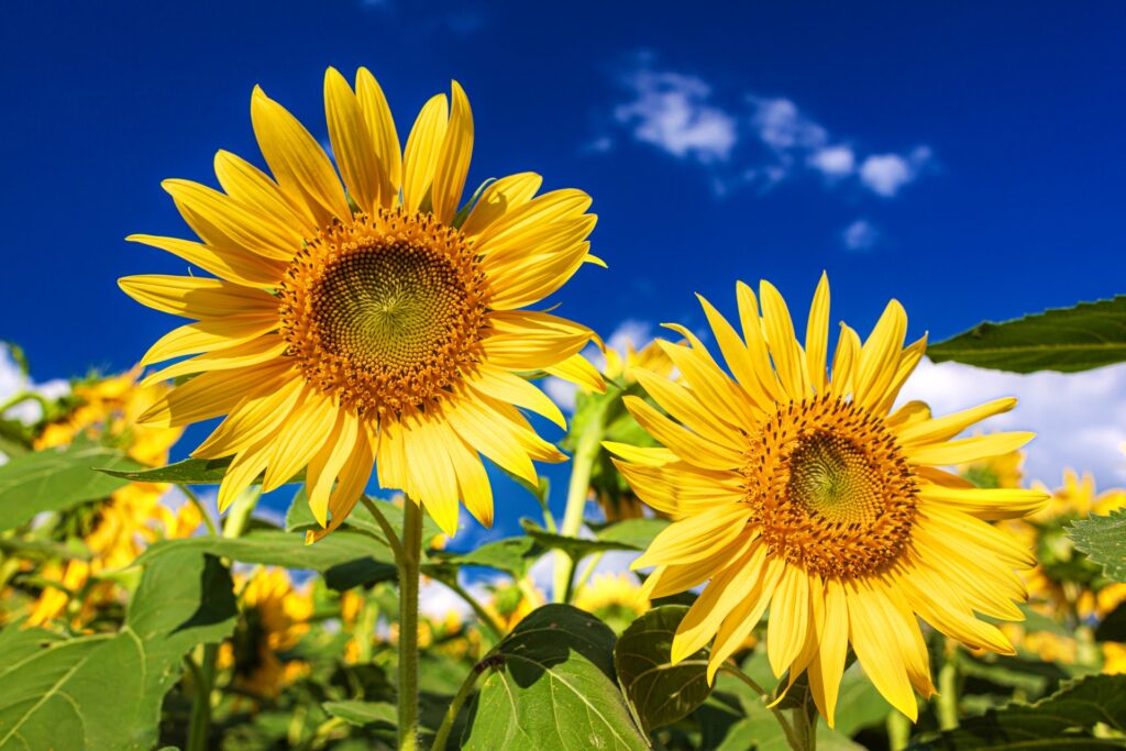 夏に咲く鮮やかなひまわり