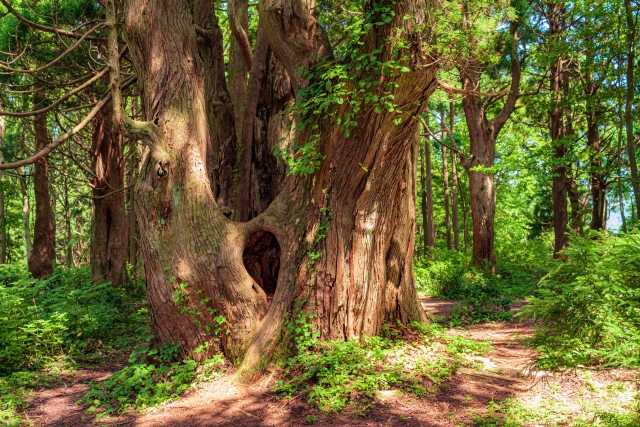 8月の山形県観光で見たい幻想の森の杉