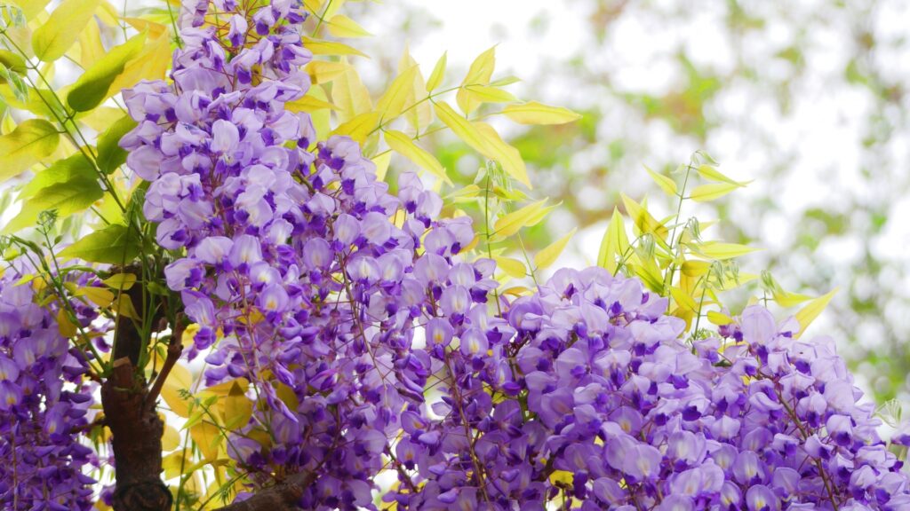 9月に行きたい栃木県の花観光スポット