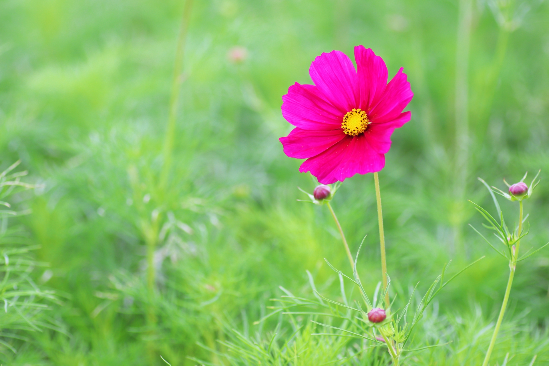 9月の関東観光でおすすめの花スポット11選