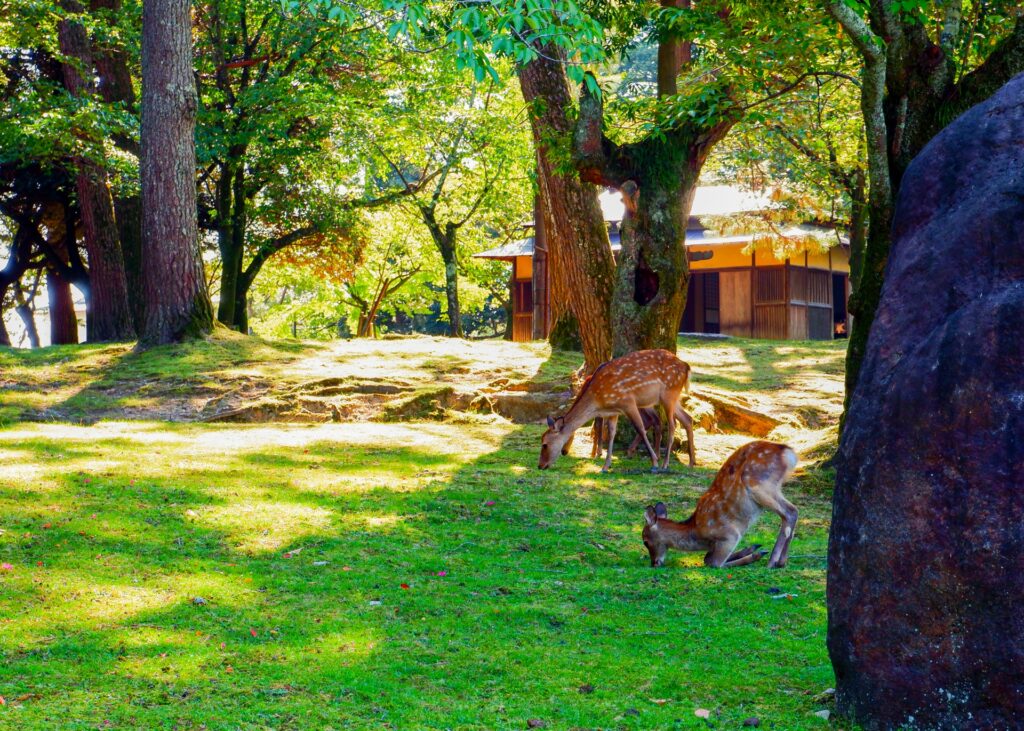 夏に行きたい奈良観光でおすすめの奈良公園