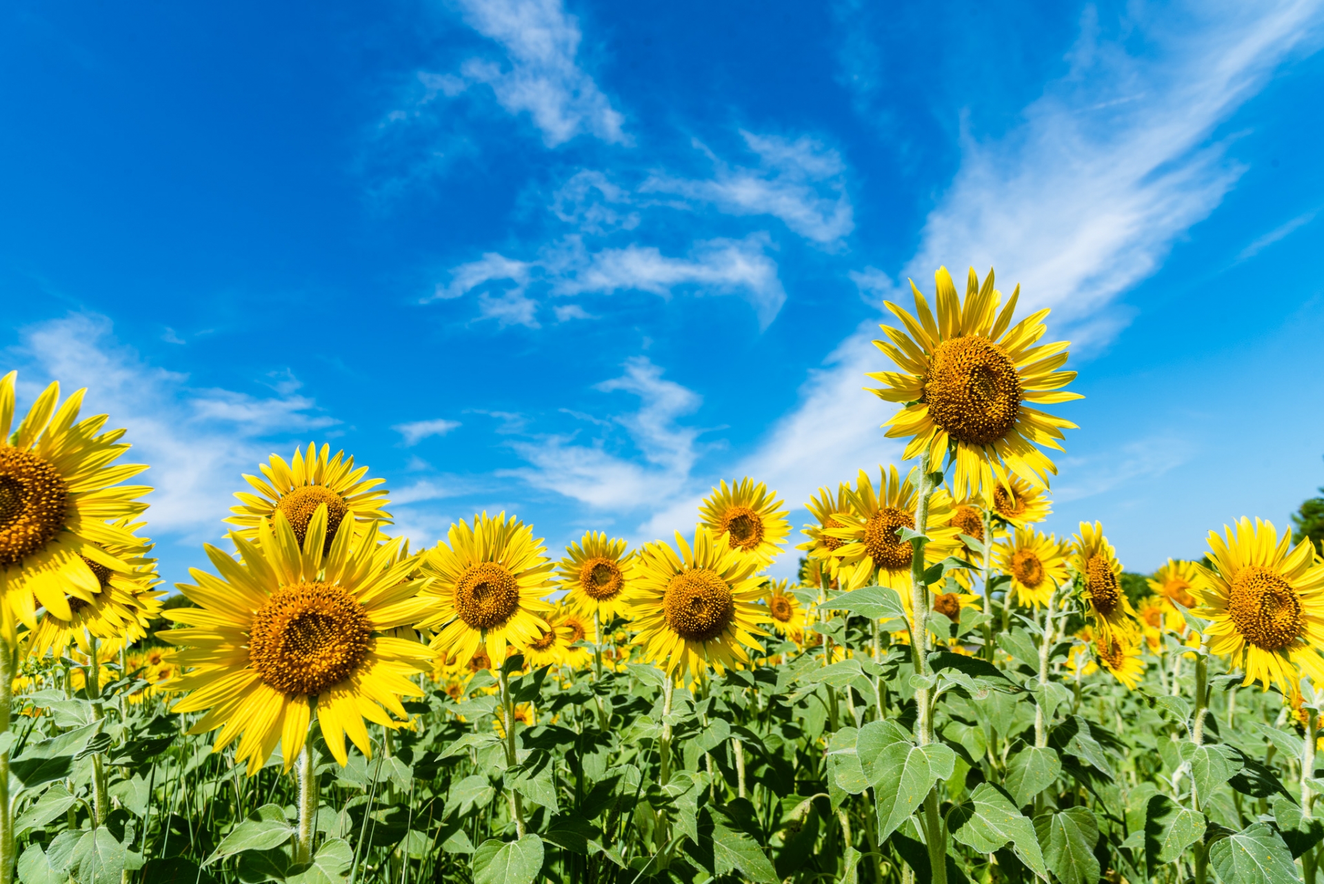 青空に向かってまっすぐ伸びるひまわり