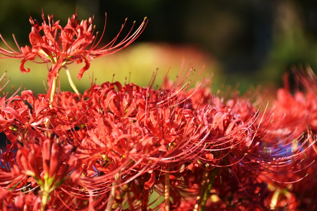 9月に行きたい埼玉県の花観光スポット