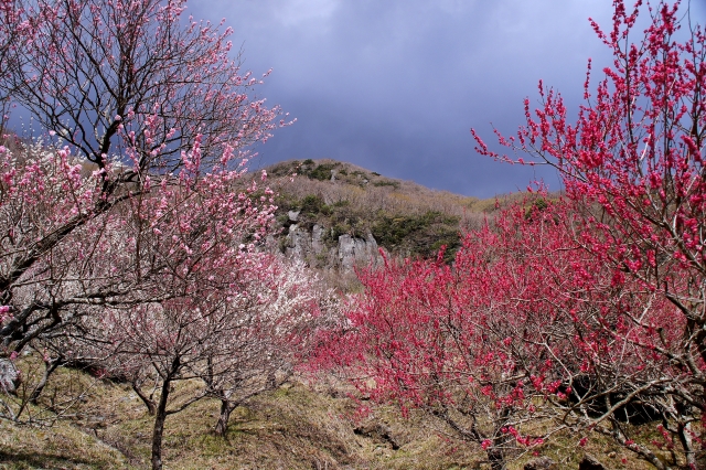 季節の花を楽しめる幕山公園