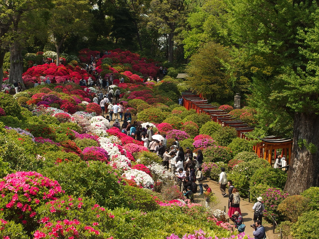 東京の隠れた観光スポット・根津神社