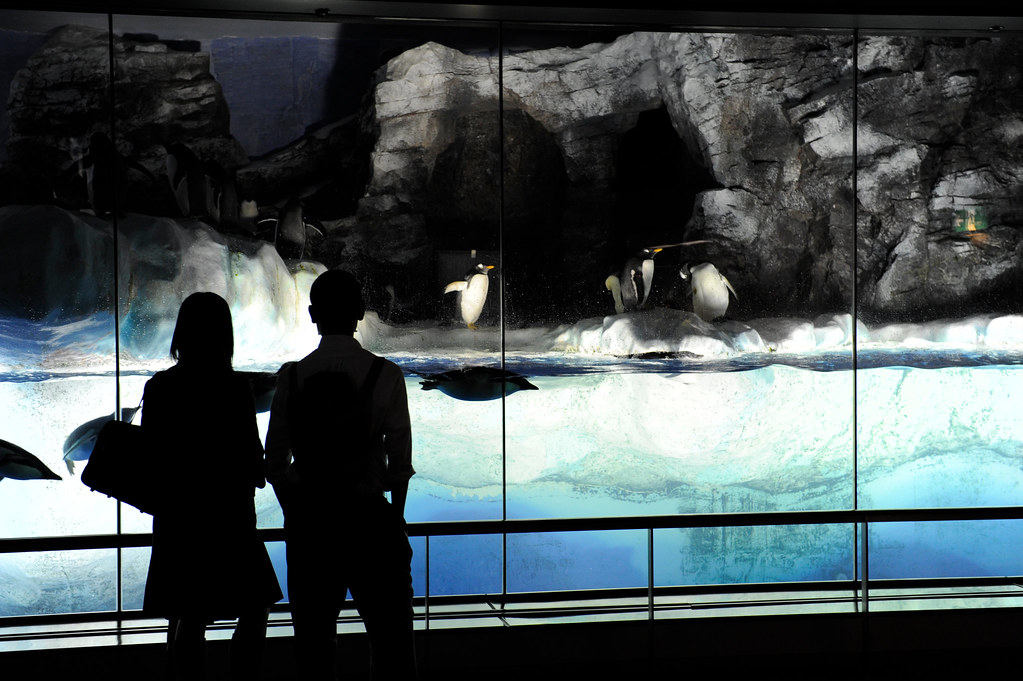 名古屋港水族館のサマーナイトアクアリウム