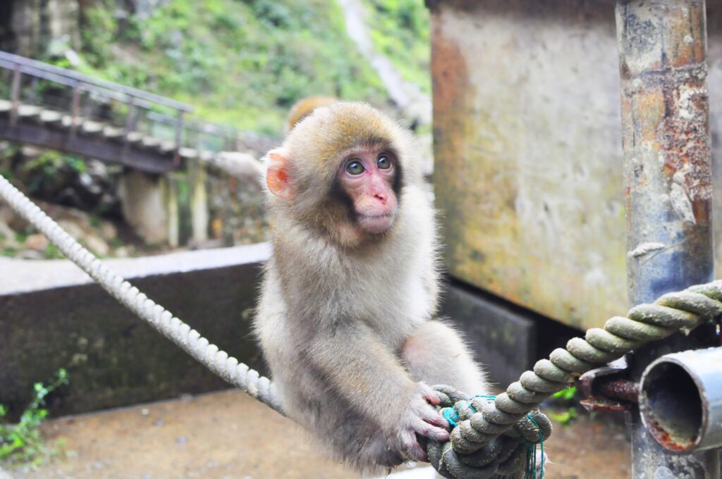 愛らしいニホンザル