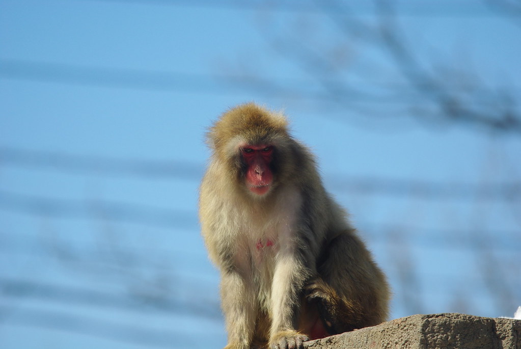 動物たちの自然な姿が見られる円山動物園