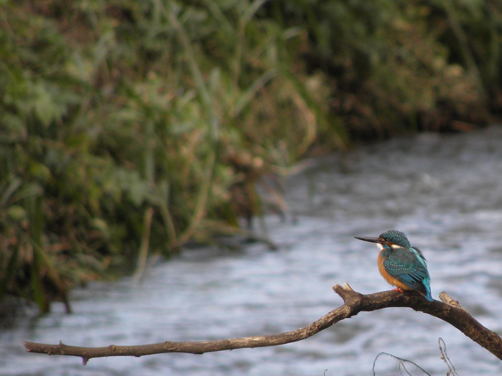 川越市入間川　安比奈親水公園で撮影したカワセミ