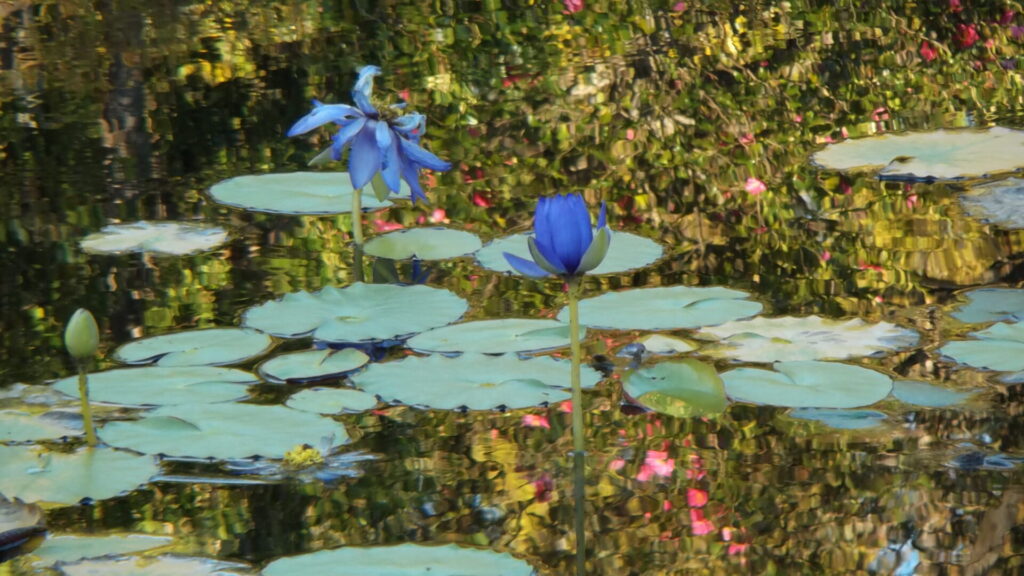 「モネの庭」マルモッタン