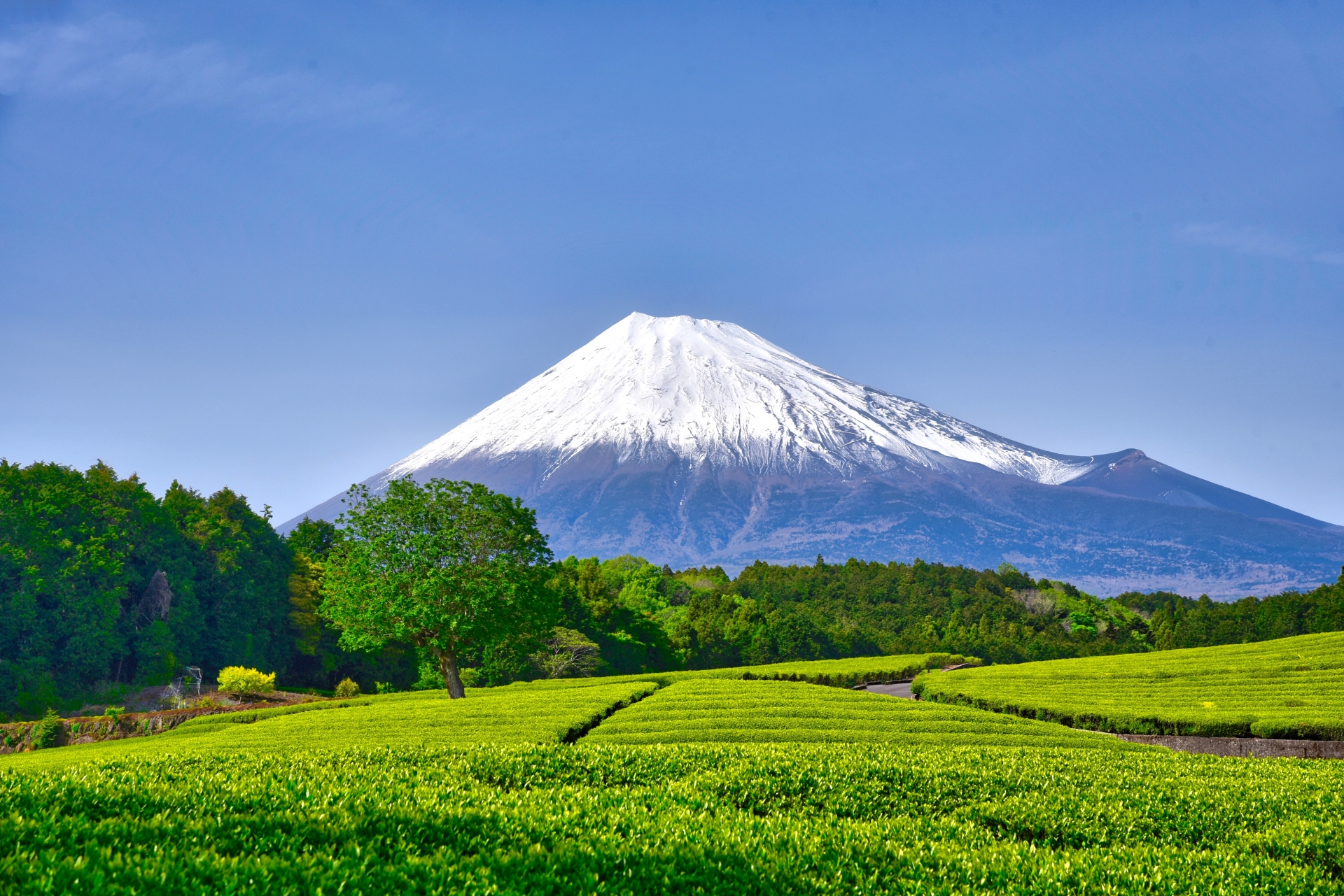 静岡から見る富士山