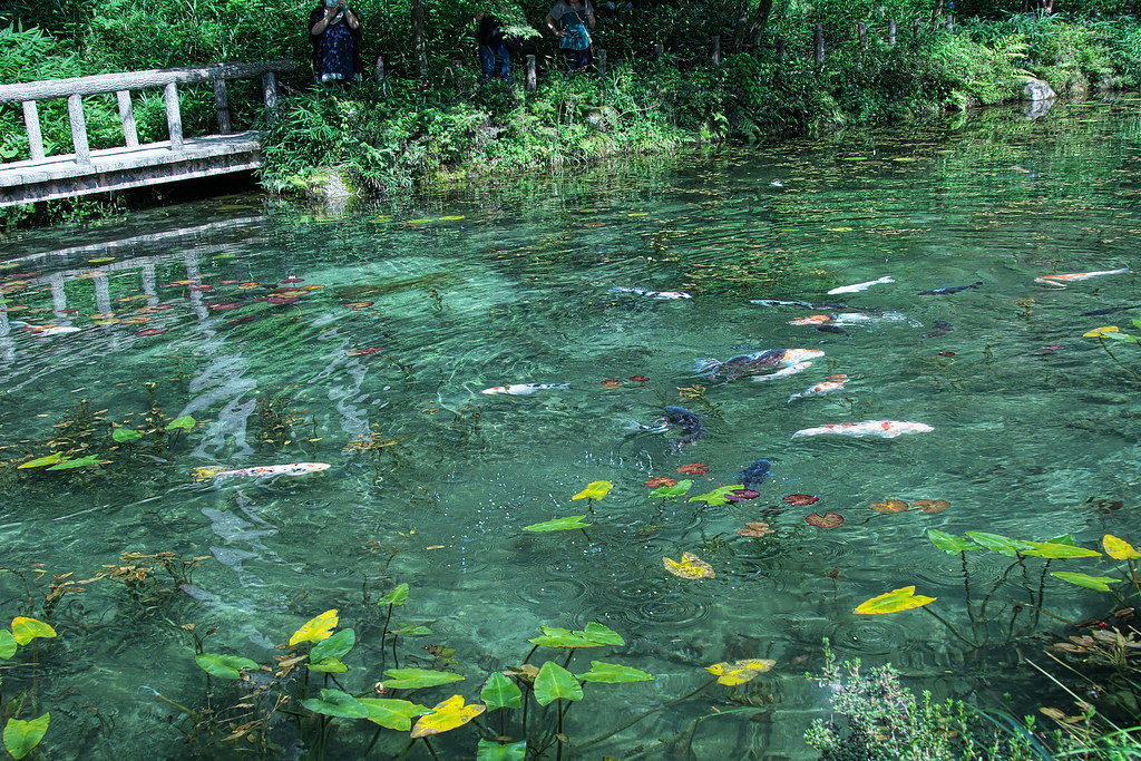絵画のようなモネの池