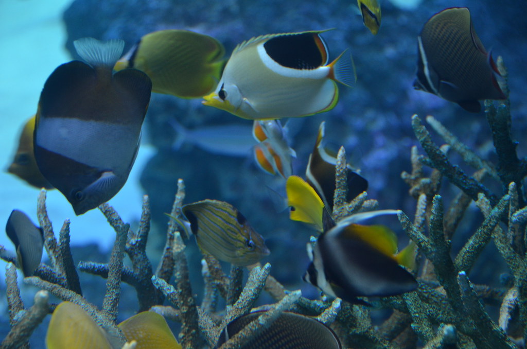 サンシャイン水族館で見られる魚