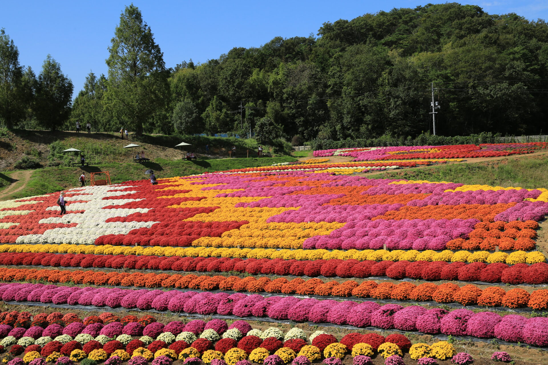 世羅高原農場のガーデンマム