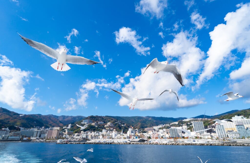 熱海の海を飛ぶカモメ