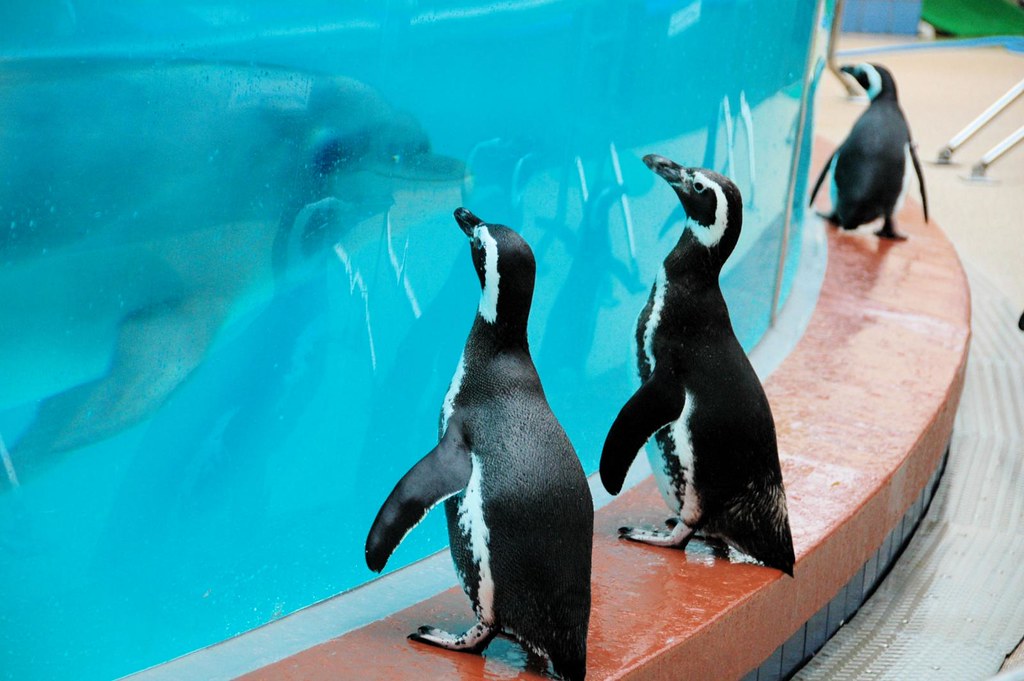 須磨水族館は海洋生物を間近で観察できる