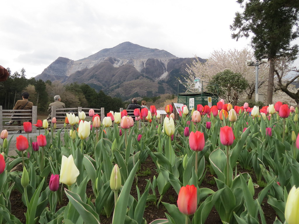 羊山公園のチューリップ