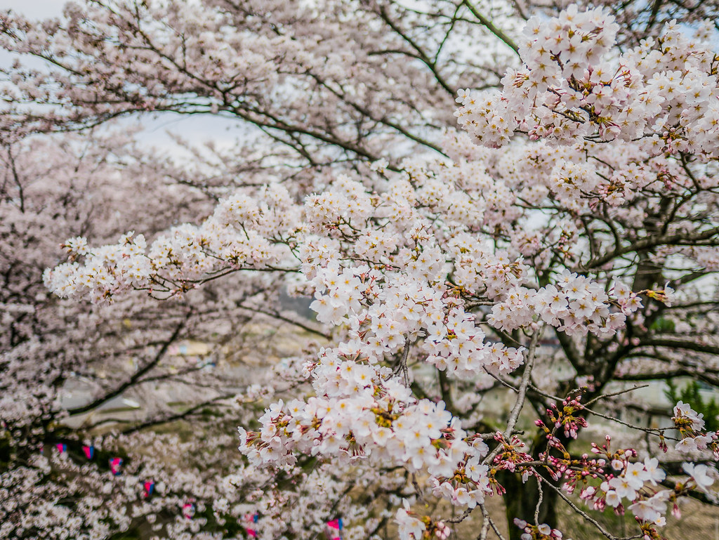 黒磯公園の桜シーズンは絶景