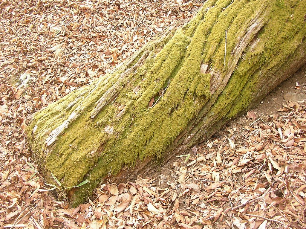 羅臼湖トレッキング