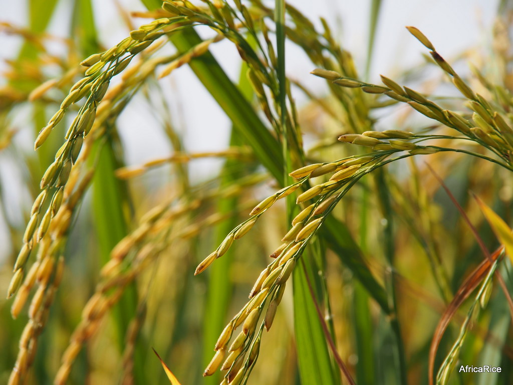 魚沼市の特産・美味しいお米
