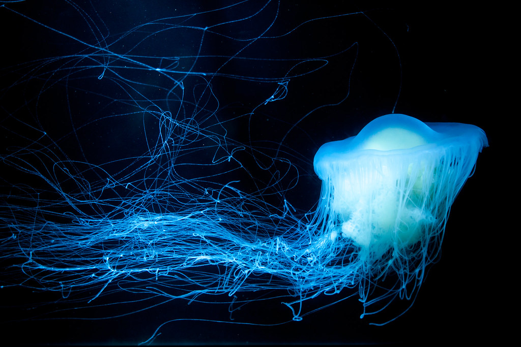 加茂水族館の光るクラゲ